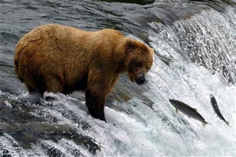 Alaska wildlife tour - Wildlife Trails | AITO