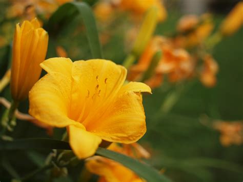 Yellow Lily Free Stock Photo - Public Domain Pictures