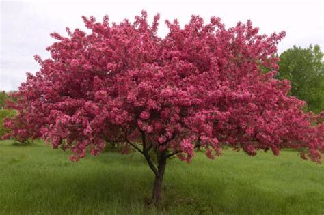 Crab Apple Tree Blossoms