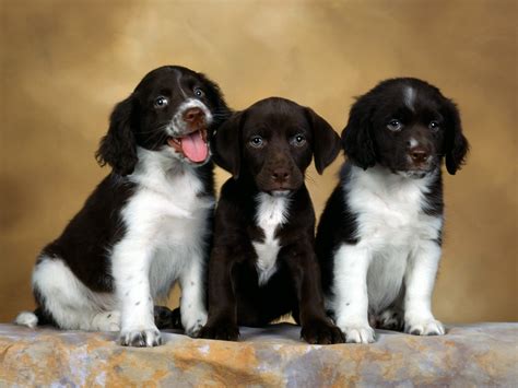 Three English Springer Spaniel puppies photo and wallpaper. Beautiful Three English Springer ...