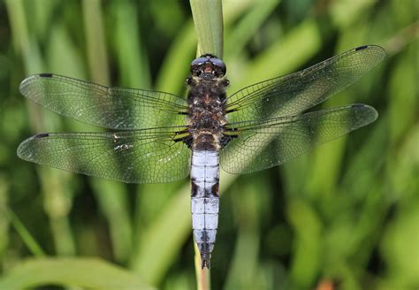 Scarce Chaser - British Dragonfly Society