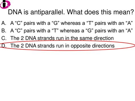 PPT - Ch. 16 – (DNA Discovery and Structure) PowerPoint Presentation - ID:3508197