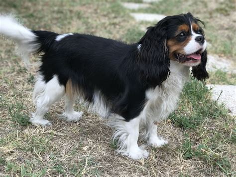 King Charles Spaniel Tricolor