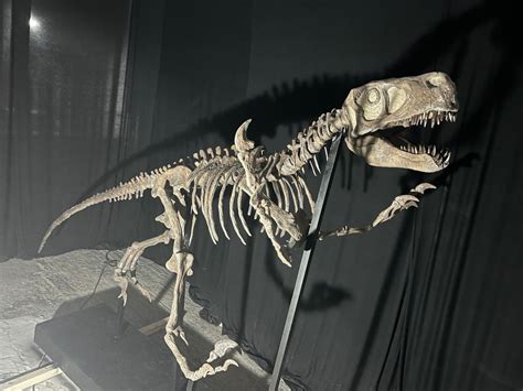 Utahraptor - Life sized 10 foot Complete Skeleton — The Prehistoric Store