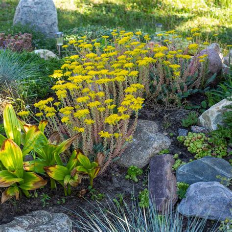 Stonecrop Ground Cover