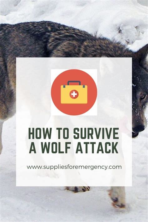 Wolf Attack: How to Survive | Tips for Avoiding Encounters with Wolves