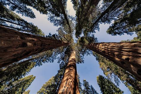 Center of Giant Sequoia at Sequoia National Park California [OC] [1080x720] IG: @GiorgioS… in ...