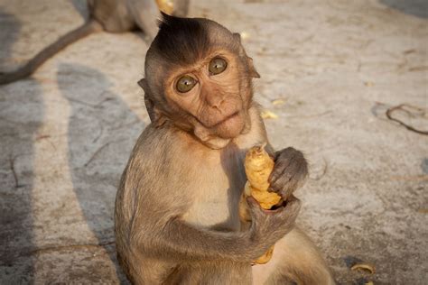 Carol-Ann | Thai Monkey Forest