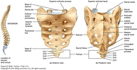 Sacral Hiatus | Anatomy and physiology, Skeletal system anatomy ...