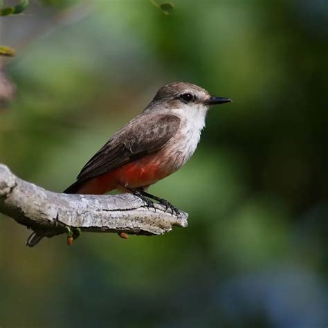 Vermilion Flycatcher - Facts, Diet, Habitat & Pictures on Animalia.bio