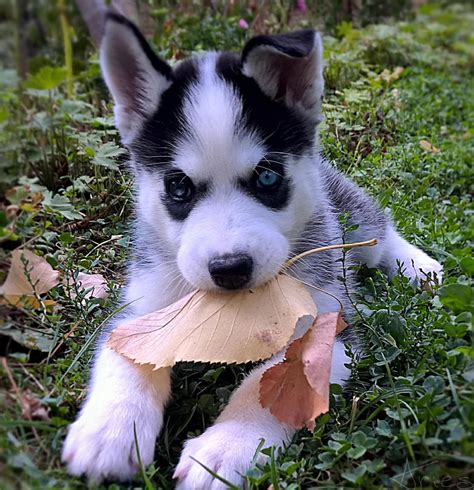 Husky puppy playing by AriesWildChild on DeviantArt