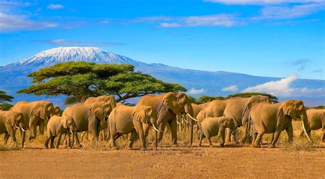 Kenya: African Safari | EF Ultimate Break