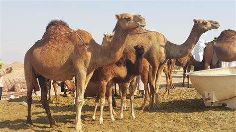 camels gather in the desert 7615281 Stock Photo at Vecteezy