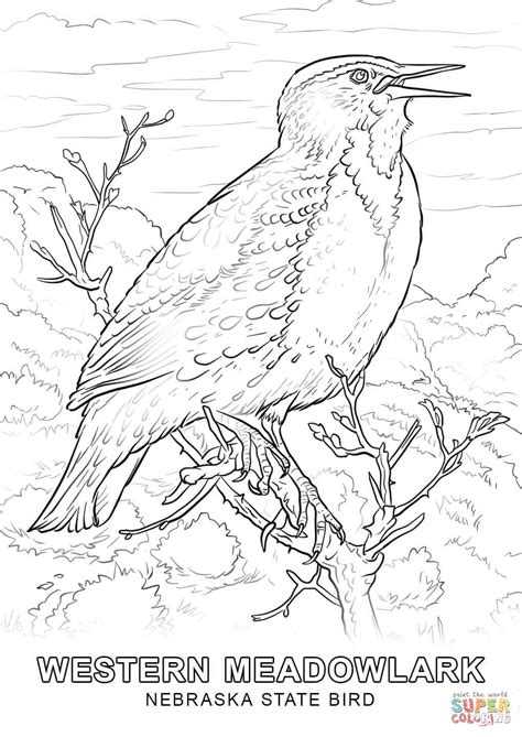 Nebraska State Bird coloring page | Free Printable Coloring Pages