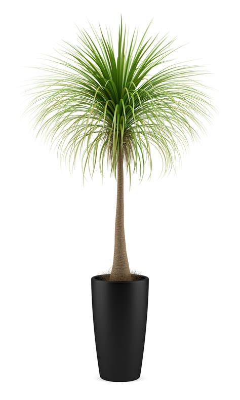 Large Potted Palm – Gary's Garden