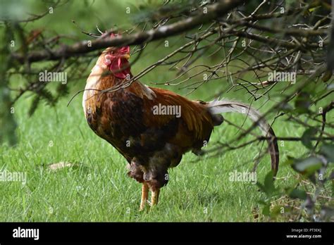 Tynwald arboretum hi-res stock photography and images - Alamy