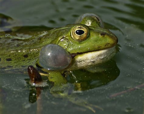 Free Images : wildlife, green, toad, amphibian, close, fauna, tree frog, eyes, creature, animal ...