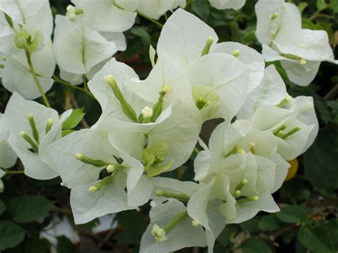 Bougainvillea spectabilis (Nyctaginaceae) image 16879 at PhytoImages.siu.edu