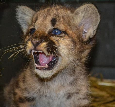 Mountain lion cub roar : r/aww