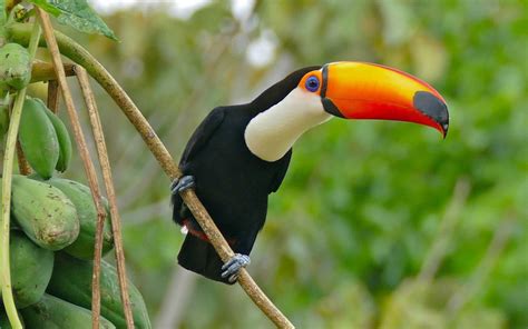 16 facts about Toco toucan | FactInformer