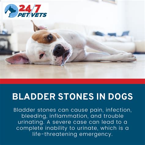 Are Bladder Stones Painful In Dogs