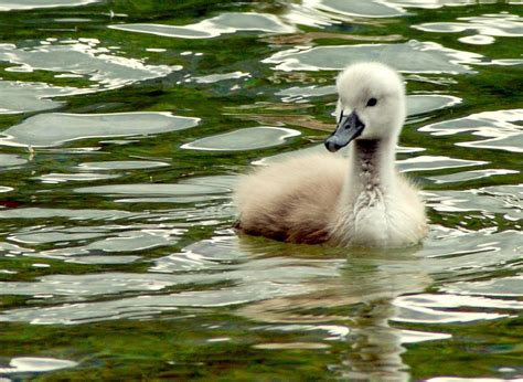 Baby swan Free Photo Download | FreeImages