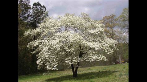 The Legend of the Dogwood Tree | 13newsnow.com