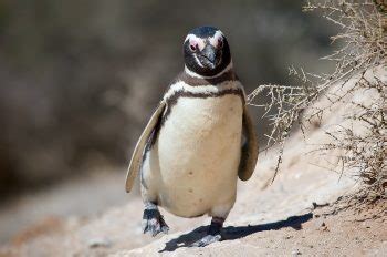 Galapagos Penguin Facts for Kids - Fun Facts & Information • Kids ...