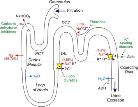 lasix vs thiazide nephron - Google Search | Nursing mnemonics, Nursing school tips, Pharmacy ...