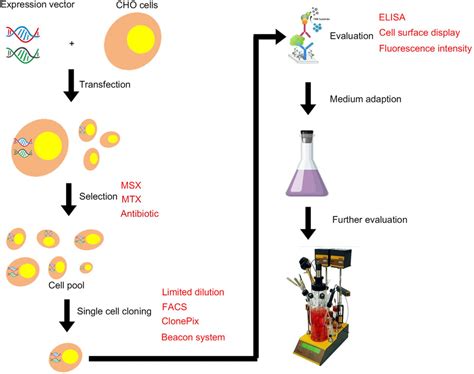 Frontiers | Screening Strategies for High-Yield Chinese Hamster Ovary ...