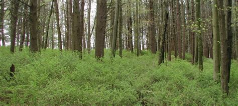 Japanese Barberry | Keweenaw Invasive Species Management Area (KISMA ...