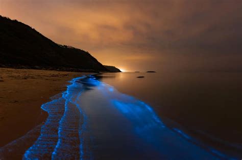 Bioluminescence : when ocean makes light