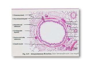 Bronchus Slide Labelled