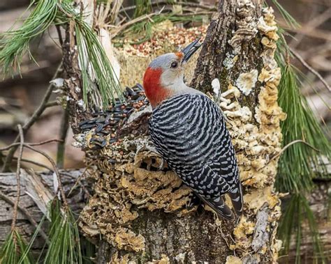 Woodpeckers In Missouri: 7 Species To See While Visiting