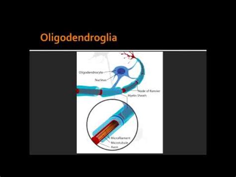 Oligodendroglia - First Aid USMLE - YouTube