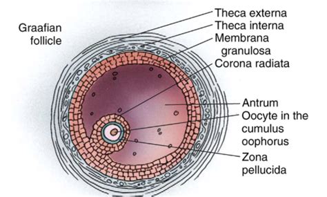 Female Reproductive Histology Notes – Medical Histology – Jacobs School of Medicine