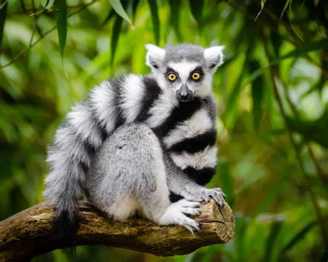 Ring-Tailed Lemur - Facts, Diet, Habitat & Pictures on Animalia.bio