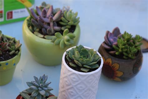 Miniature Succulents DIY — Eryn Krouse