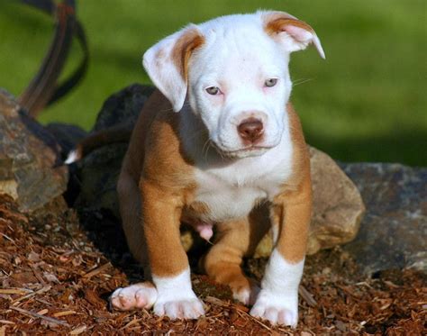 Pin by Helena Mills on Pitbulls. | Red nose pitbull puppies, Pitbull puppies, Pitbull puppy care