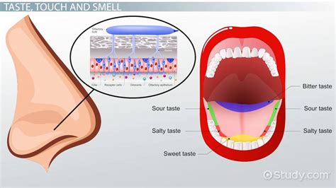 Taste, Touch & Smell: Proprioception & the Somatosensory System - Video ...