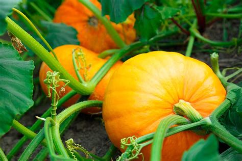 Growing Pumpkins: Best Varieties, Planting, Troubleshooting, and Harvesting