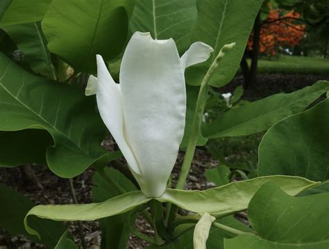 Magnolia macrophylla ssp. ashei 1967-64-A | Arb O'Retum | Flickr