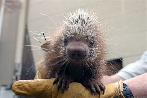 The Ultimate Collection Of Baby Porcupine Pictures | Animals, Cute animals, Baby porcupine