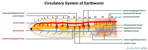 Circulatory System of the Earthworm (Labelled diagram) - Parts and Function