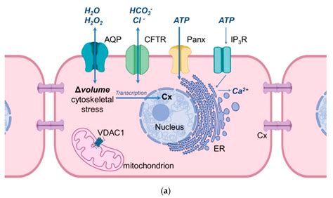 Aquaporins and Female Reproductive System | Encyclopedia MDPI