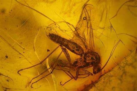 Detailed Fossil Fly (Diptera) In Baltic Amber For Sale (#142196 ...