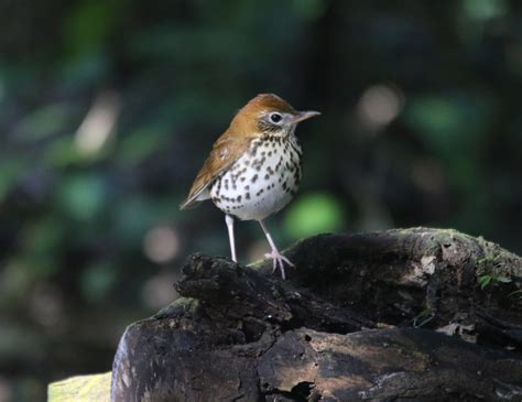 Wood Thrush- Species At Risk in The Land Between