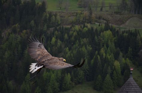 Brown Hawk Flying Above Green Trees Artwork · Free Stock Photo