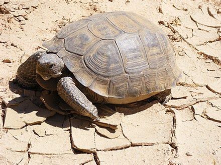 Desert tortoise - Wikipedia