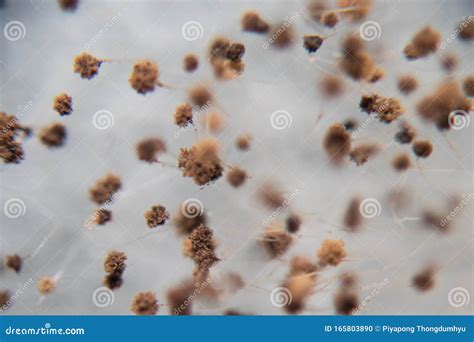 Rhizopus Bread Mold Under the Microscope. Stock Photo - Image of common ...